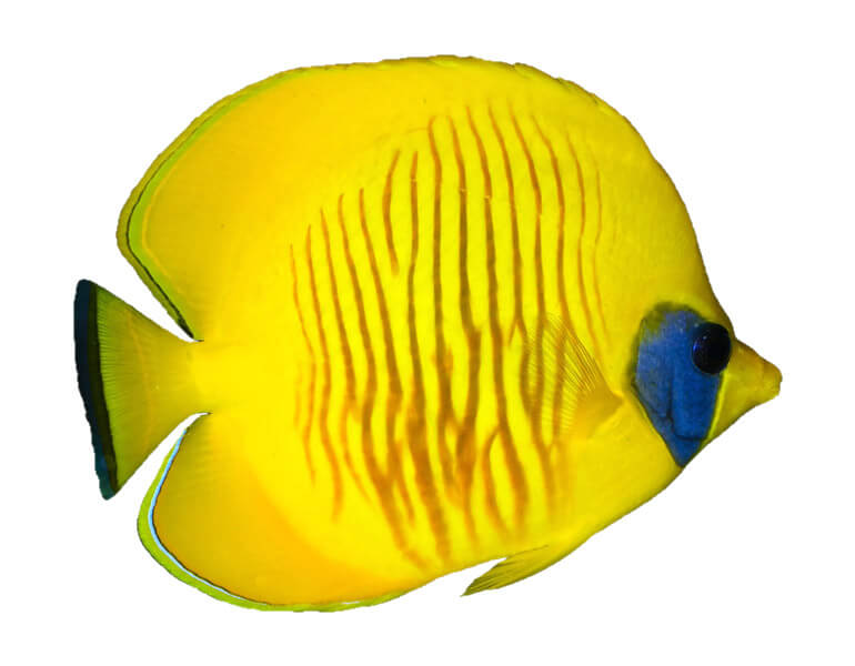 home_underwater_animals3